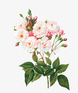 清新唯美粉色玫瑰花素材