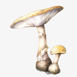 伞菇手绘色彩片素材