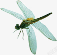 唯美荷塘蜻蜓昆虫素材