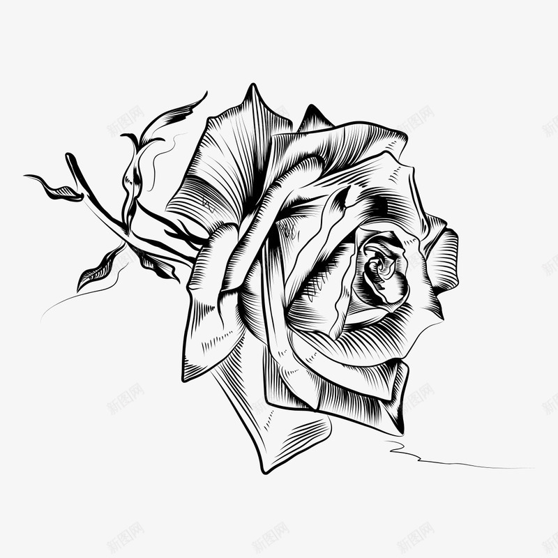 玫瑰花素描png免抠素材_88icon https://88icon.com png图形 png装饰 手绘 植物 玫瑰纹身 素描 花朵 装饰