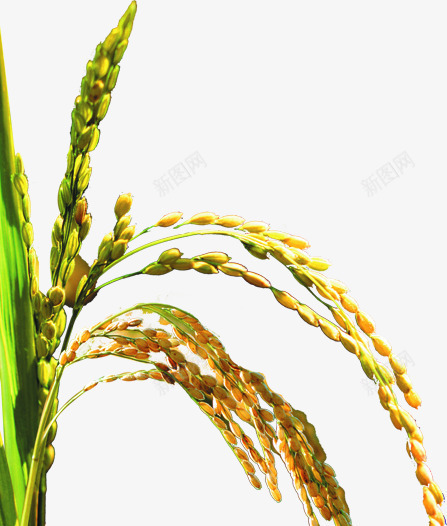 黄色水稻植物png免抠素材_88icon https://88icon.com 植物 水稻 黄色