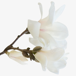 白色清新装饰唯美花朵素材