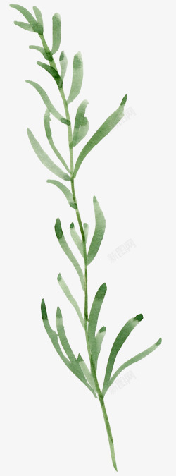 唯美绿色植物手绘花草高清图片