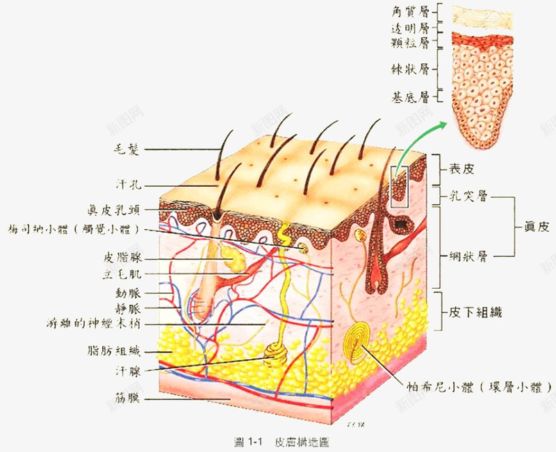 皮肤组织构成图形展示png免抠素材_88icon https://88icon.com 假皮 生活常识 皮肤构成 皮肤深层 真皮