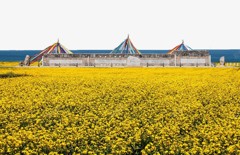 唯美油菜花png免抠素材_88icon https://88icon.com 唯美油菜花 旅游景区 著名景点 青海湖