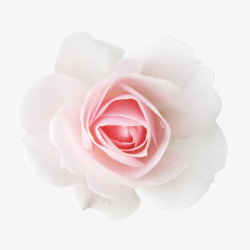 花朵手绘鲜花粉色玫瑰素材