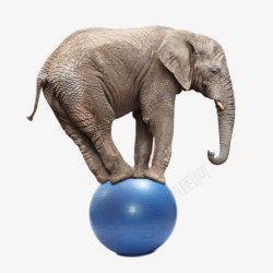 创意踩蓝色的球的大象素材