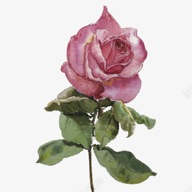 花朵手绘玫瑰花插画图标图标