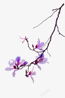 紫色水墨树枝花朵装饰图案素材