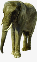 泰国大象旅游宣传素材