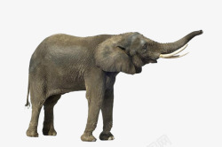 大象站立成年有象牙大象高清图片