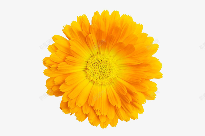 金盏菊特写png免抠素材_88icon https://88icon.com 万寿菊 免抠 实物 特写 盛开 艳丽 药草 金盏菊 金盏菊素材 高清图片