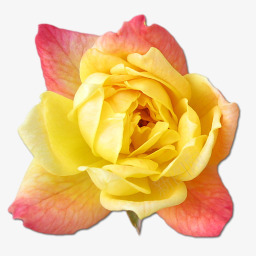 玫瑰黄色2图标图标