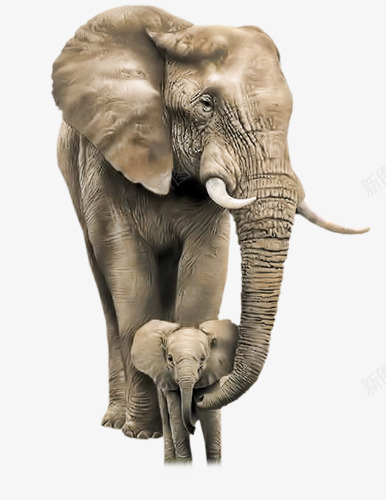 可爱大象母子png免抠素材_88icon https://88icon.com 可爱 大象 母子 象牙