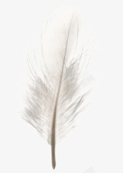 手绘灰色线条羽毛素材