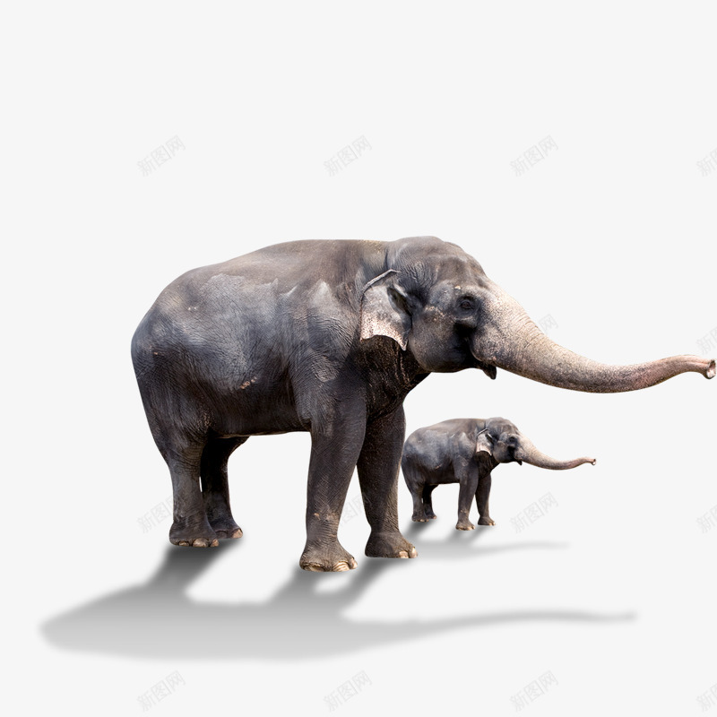 大象小象动物园png免抠素材_88icon https://88icon.com 大象小象动物园
