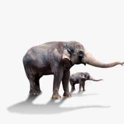 大象小象动物园素材