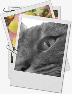 灰色酷炫背景灰色的猫相片夹子高清图片