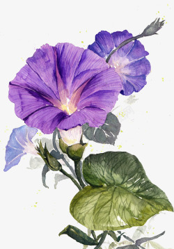 紫色手绘水彩喇叭花素材