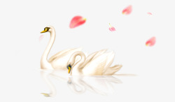 粉红天鹅灰黄色水中游泳的天鹅高清图片