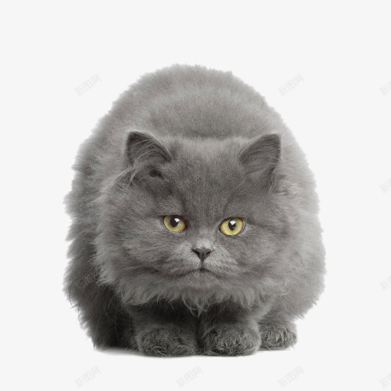 趴着的灰色小猫png免抠素材_88icon https://88icon.com png图片素材 免费png 免费png元素 动物 可爱 装饰素材 高清免费png素材