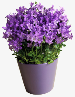 小盆栽紫色花朵盆栽高清图片