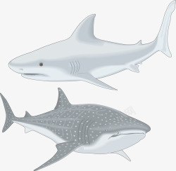 2017灰色大鲨鱼鱼类矢量图素材