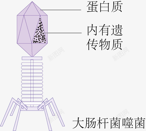 大肠杆菌噬菌体png免抠素材_88icon https://88icon.com 大肠杆菌噬菌体 紫色 细胞 细胞结构