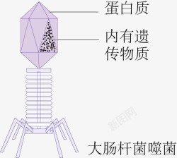 菌体大肠杆菌噬菌体高清图片