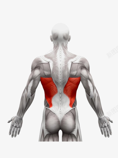 人体肌肉图png免抠素材_88icon https://88icon.com 人体3D 人体构造 人体解剖 人形轮廓 肌肉分布 运动