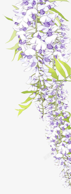 淡雅的紫藤花素材