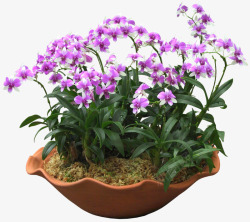 紫色花朵花盆装饰素材