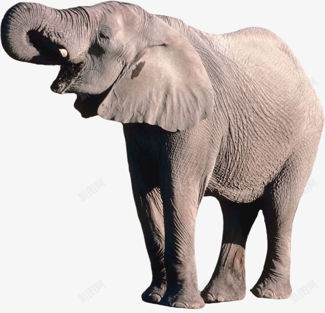 进食的魁梧非洲象png免抠素材_88icon https://88icon.com 动物素材 灰色皮肤 进食的大象 非洲象 魁梧的风格