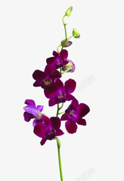 紫色鲜花石斛花素材