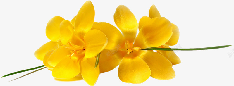 黄色花朵png免抠素材_88icon https://88icon.com 植物 玫瑰 花朵 花朵png免费下载 鲜艳花朵 鲜花 黄色花朵