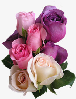 粉紫色清新玫瑰花朵素材
