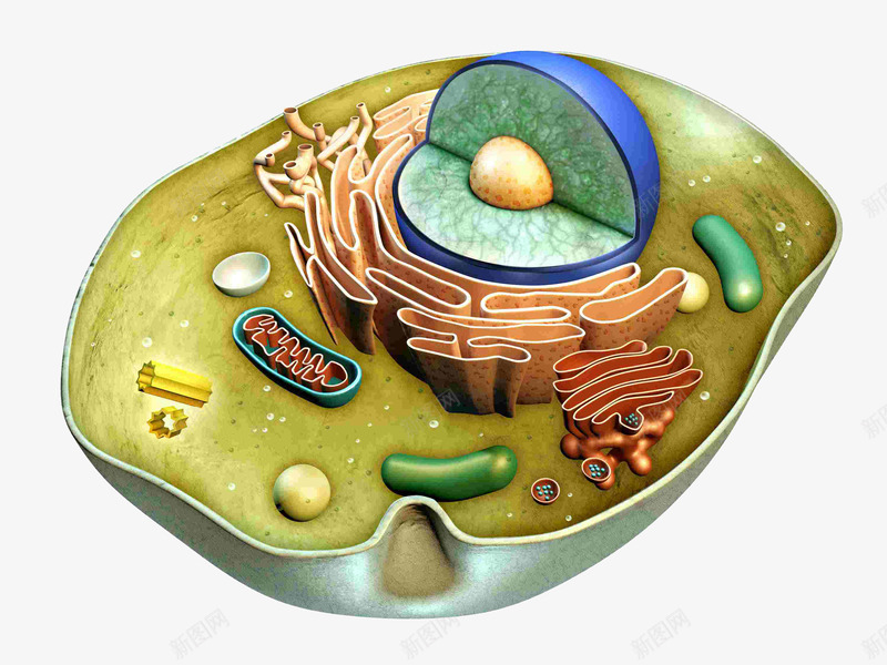 卡通生物细胞png免抠素材_88icon https://88icon.com 3D细胞模型 生物 生物学 立体细胞 细胞 细胞模型