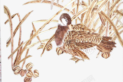 植物秸秆麦秆田里的灰色鸭子高清图片