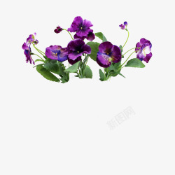 紫色三色堇素材