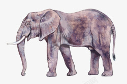 水彩手绘大象矢量图素材