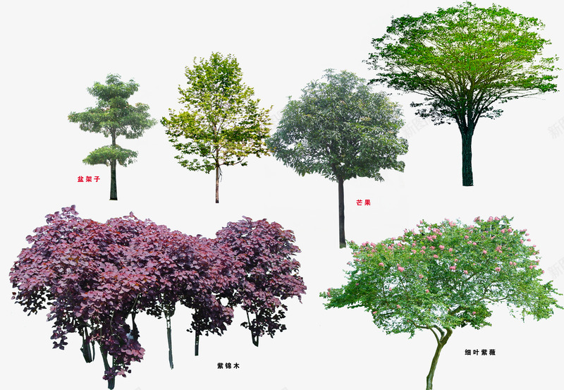 树png免抠素材_88icon https://88icon.com 3D 3D贴图 树 树木 绿化