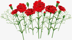 红色母亲节康乃馨花丛素材