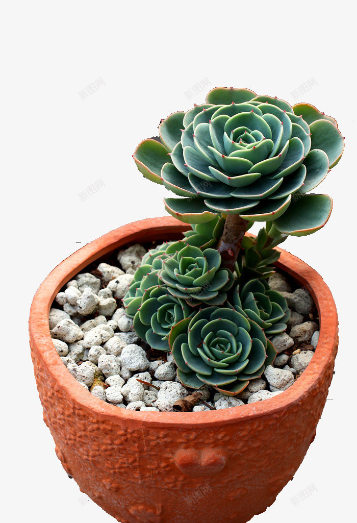 圆形盆中的多肉png免抠素材_88icon https://88icon.com 圆形盆 多肉 多肉植物 实物 植物 灰色石子 盆栽 绿色多肉