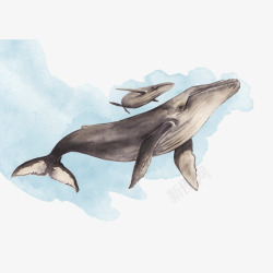 灰色鲸鱼卡通蓝色海洋里的两只灰色座头鲸高清图片