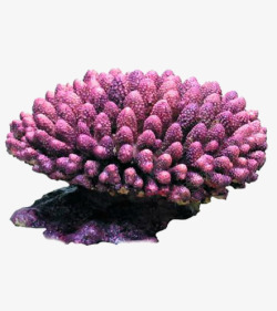 紫色珊瑚素材