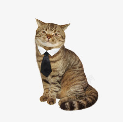 打领带的猫素材