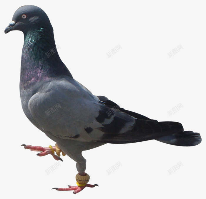 鸽子png免抠素材_88icon https://88icon.com 红爪子黑色嘴巴深灰色羽毛 赛鸽