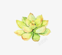 小清新插画广告卡通多肉盆栽素材