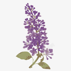 卡通手绘紫草紫色花朵素材