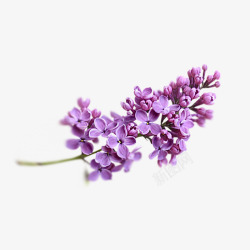 手绘紫色小花花枝素材